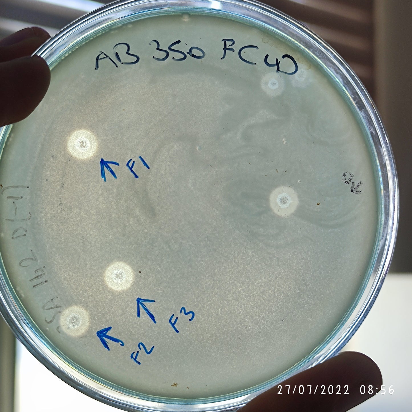 Acinetobacter baumannii bacteriophage 120350F