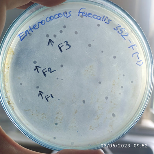 Enterococcus faecalis bacteriophage 110352F