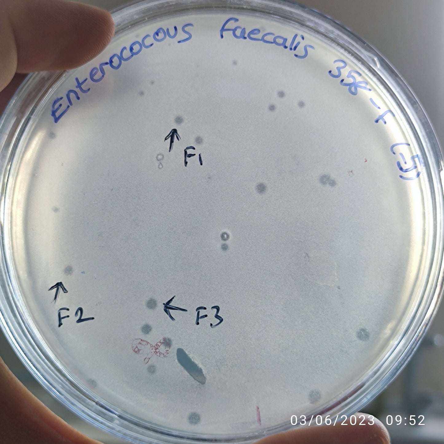 Enterococcus faecalis bacteriophage 110358F