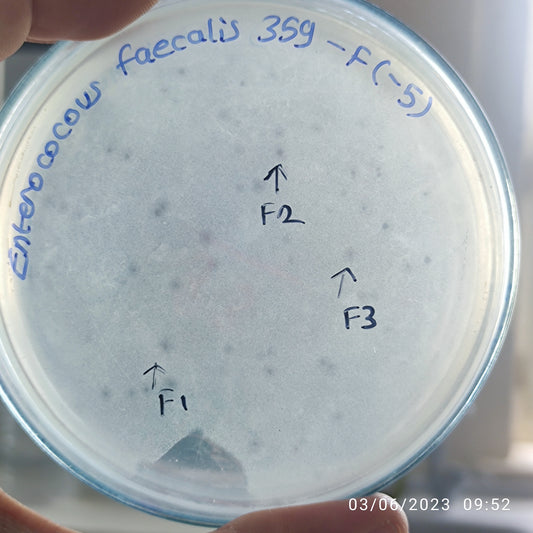 Enterococcus faecalis bacteriophage 110359F