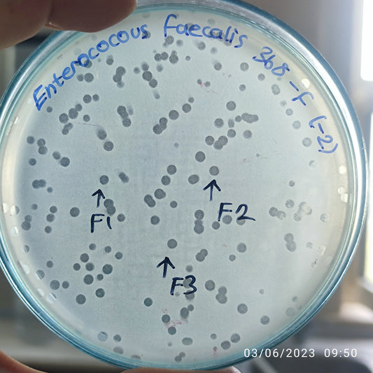 Enterococcus faecalis bacteriophage 110368F