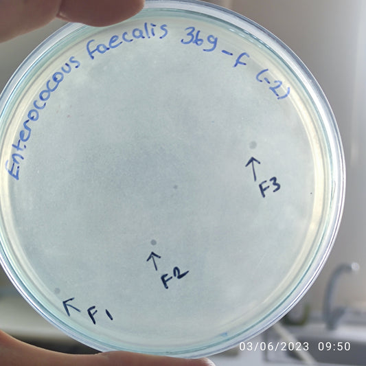 Enterococcus faecalis bacteriophage 110369F