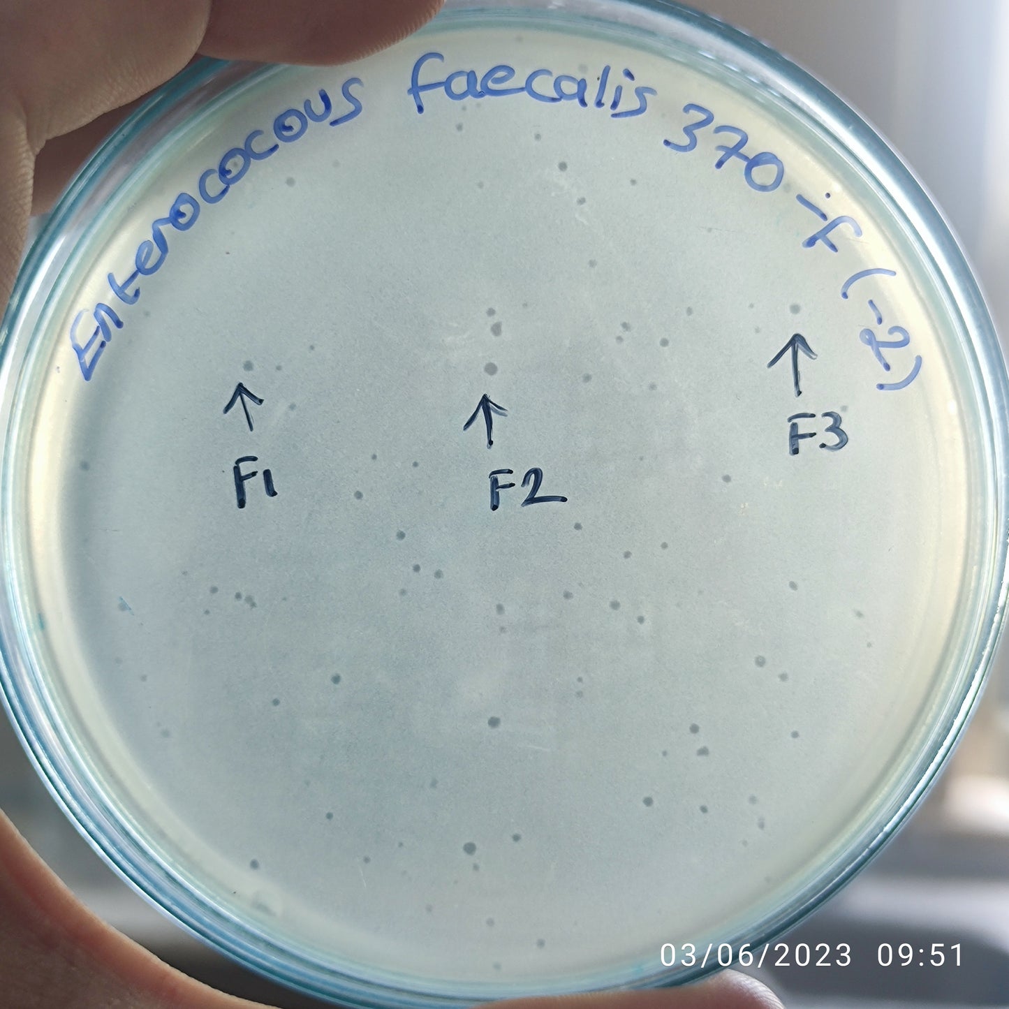 Enterococcus faecalis bacteriophage 1103370F
