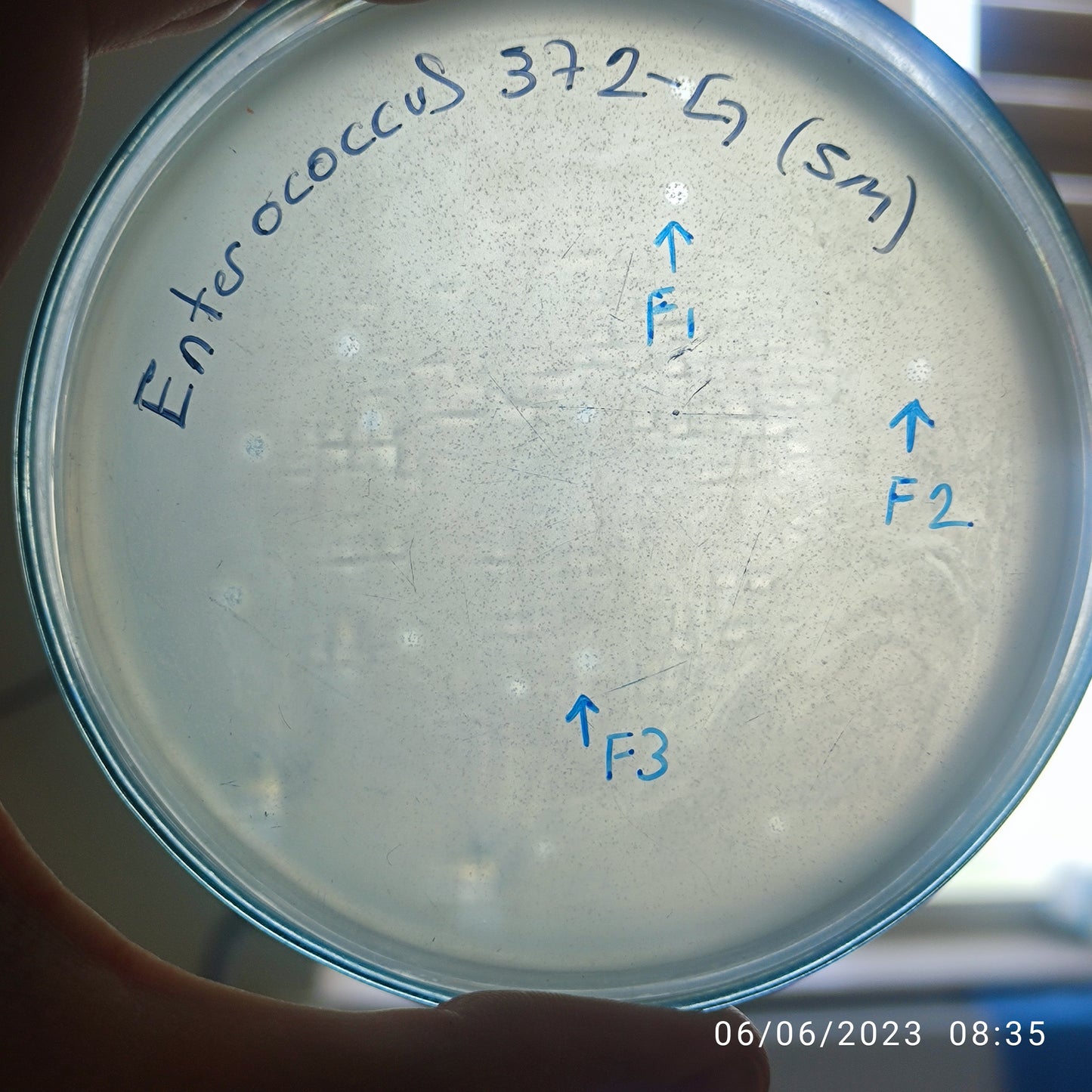 Enterococcus faecalis bacteriophage 110372G