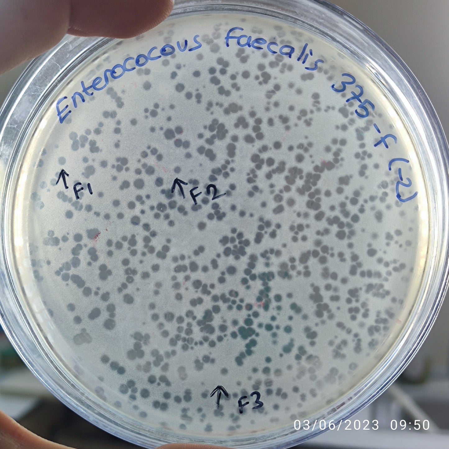 Enterococcus faecalis bacteriophage 110375F