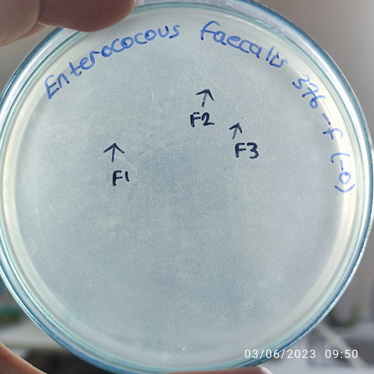 Enterococcus faecalis bacteriophage 110376F