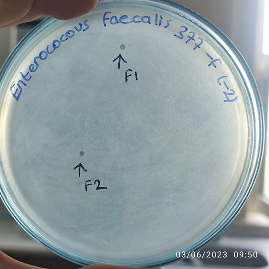 Enterococcus faecalis bacteriophage 110377F
