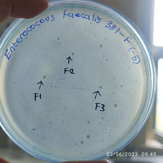 Enterococcus faecalis bacteriophage 110381F