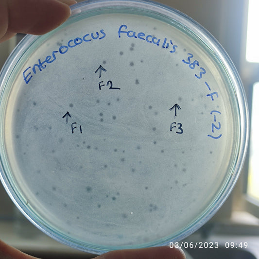 Enterococcus faecalis bacteriophage 110383F