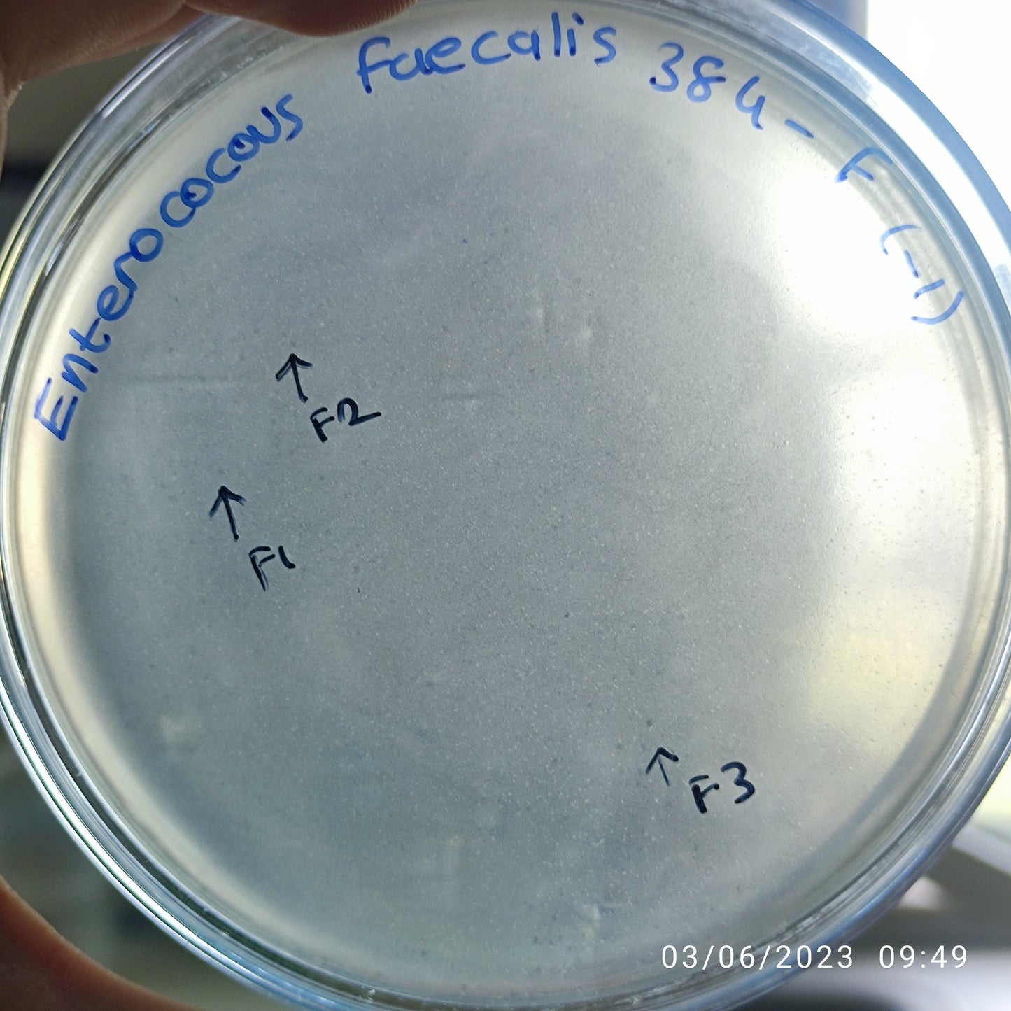 Enterococcus faecalis bacteriophage 110384F