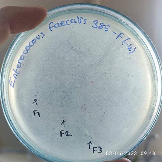 Enterococcus faecalis bacteriophage 110385F