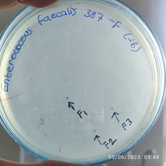 Enterococcus faecalis bacteriophage 110387F