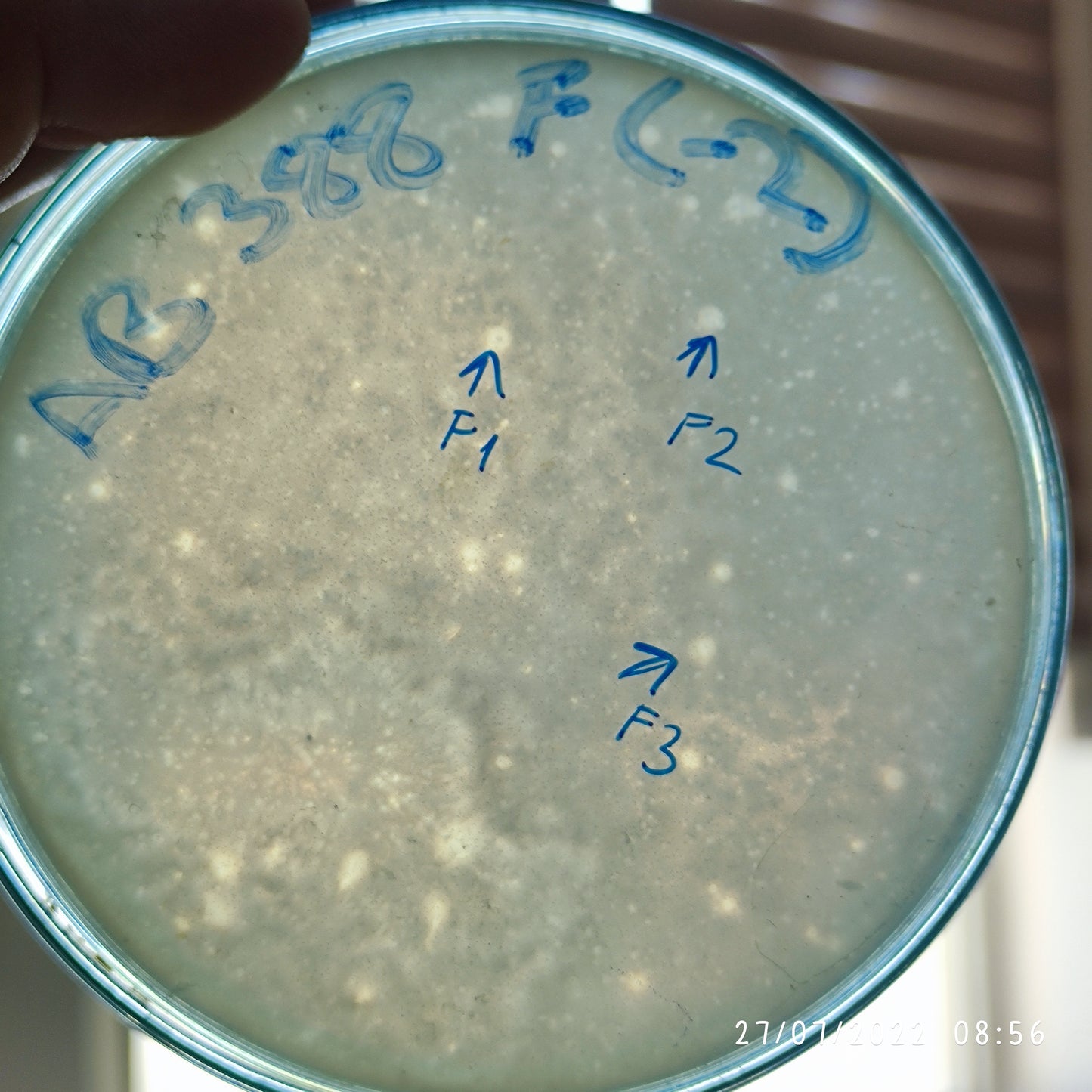 Acinetobacter baumannii bacteriophage 120388F