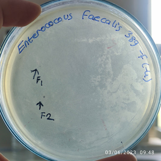 Enterococcus faecalis bacteriophage 110389F