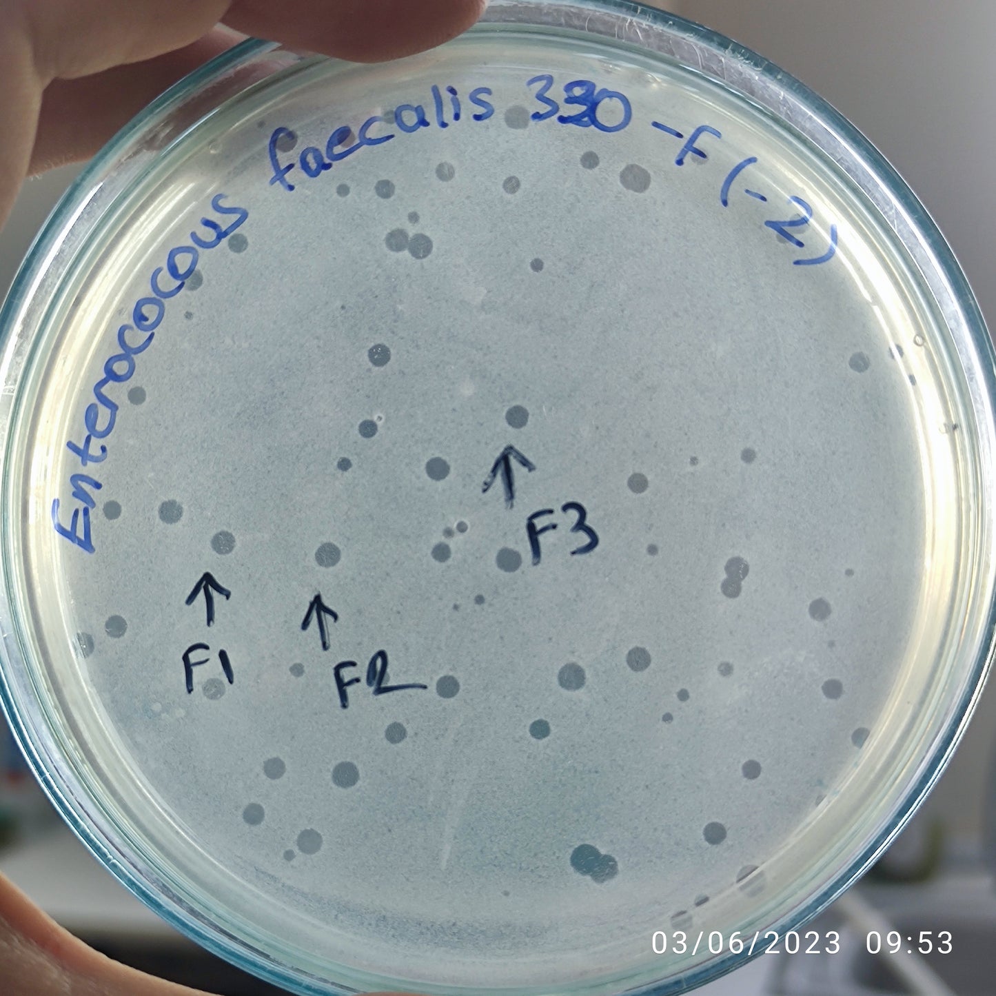 Enterococcus faecalis bacteriophage 110390F