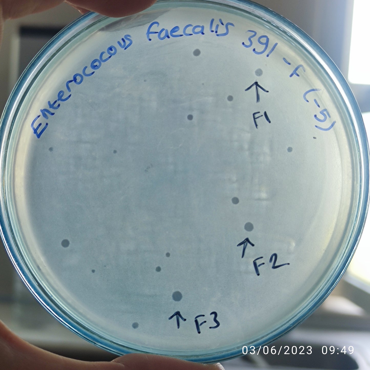 Enterococcus faecalis bacteriophage 110391F