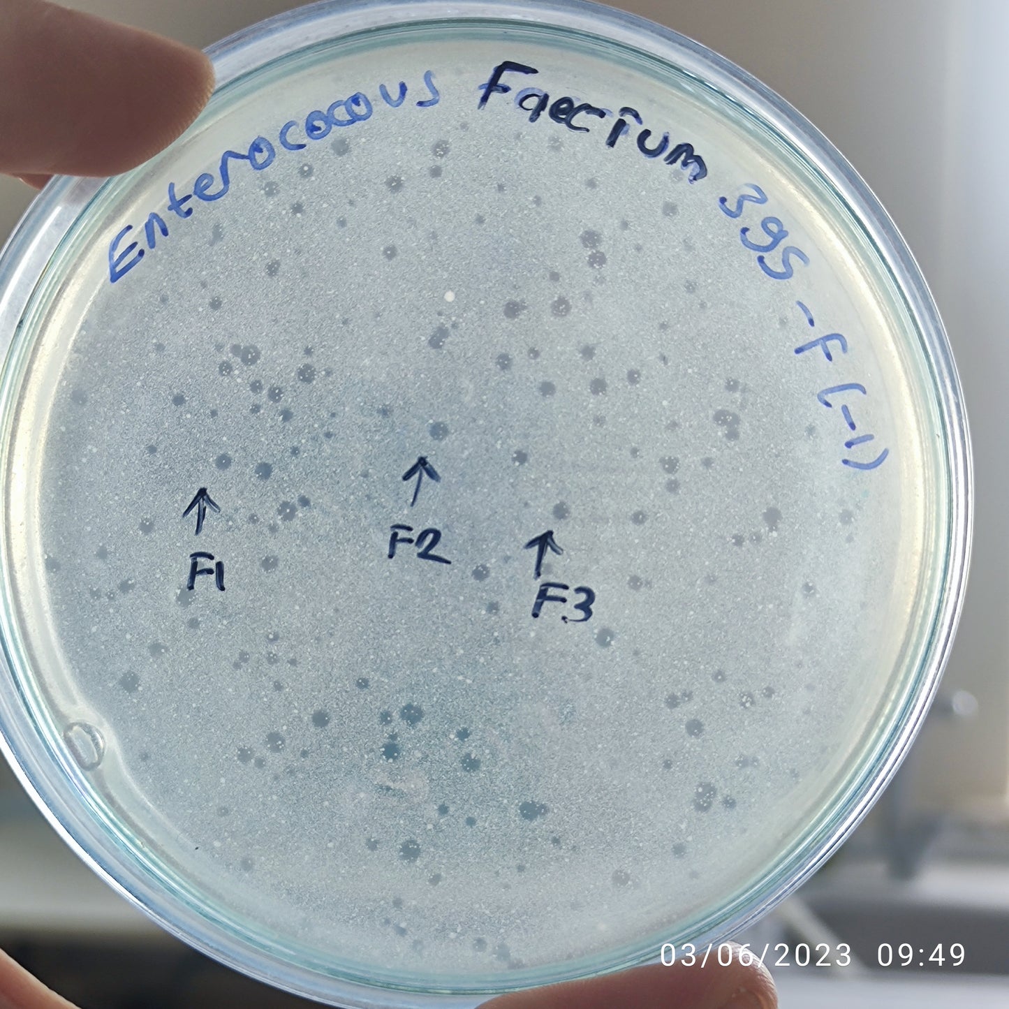 Enterococcus faecium bacteriophage 110395F
