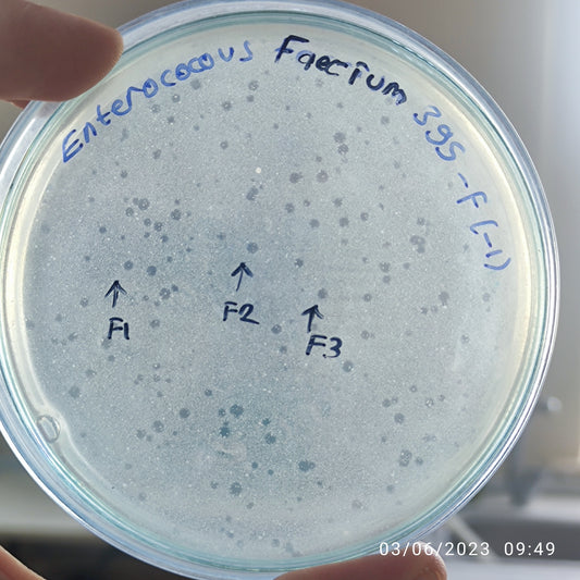 Enterococcus faecium bacteriophage 110395F