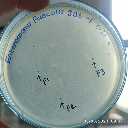 Enterococcus faecalis bacteriophage 110396F