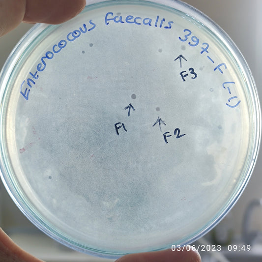 Enterococcus faecalis bacteriophage 110397F