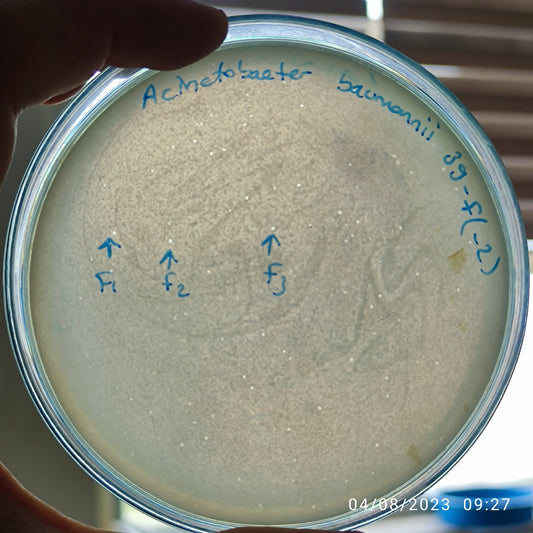 Acinetobacter baumannii bacteriophage 120039F