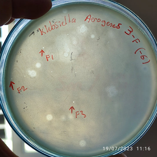 Klebsiella aerogenes bacteriophage 188003F