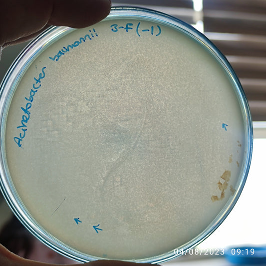 Acinetobacter baumannii bacteriophage 120003F