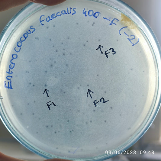 Enterococcus faecalis bacteriophage 110400F
