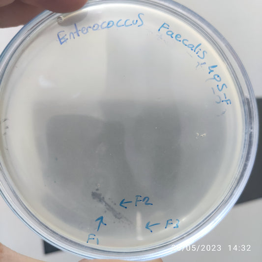 Enterococcus faecalis bacteriophage 110405F