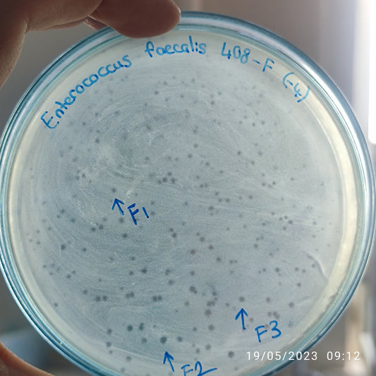 Enterococcus faecalis bacteriophage 110408F