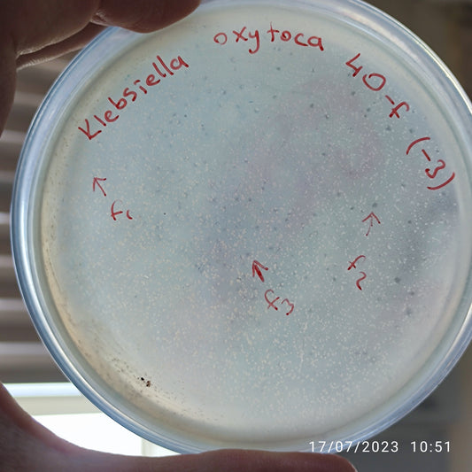 Klebsiella oxytoca bacteriophage 188040F