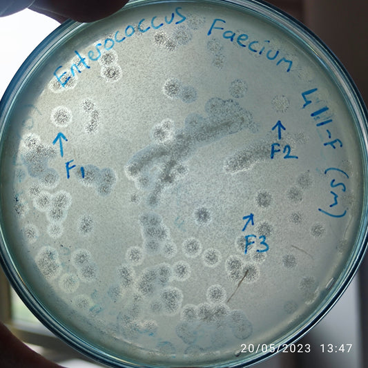 Enterococcus faecium bacteriophage 110411F