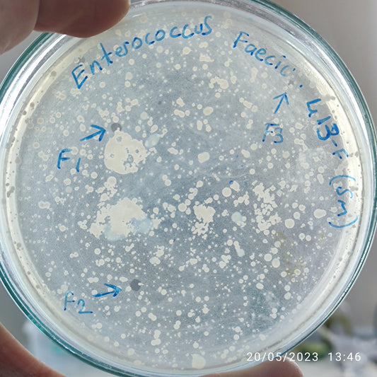 Enterococcus faecium bacteriophage 110413F