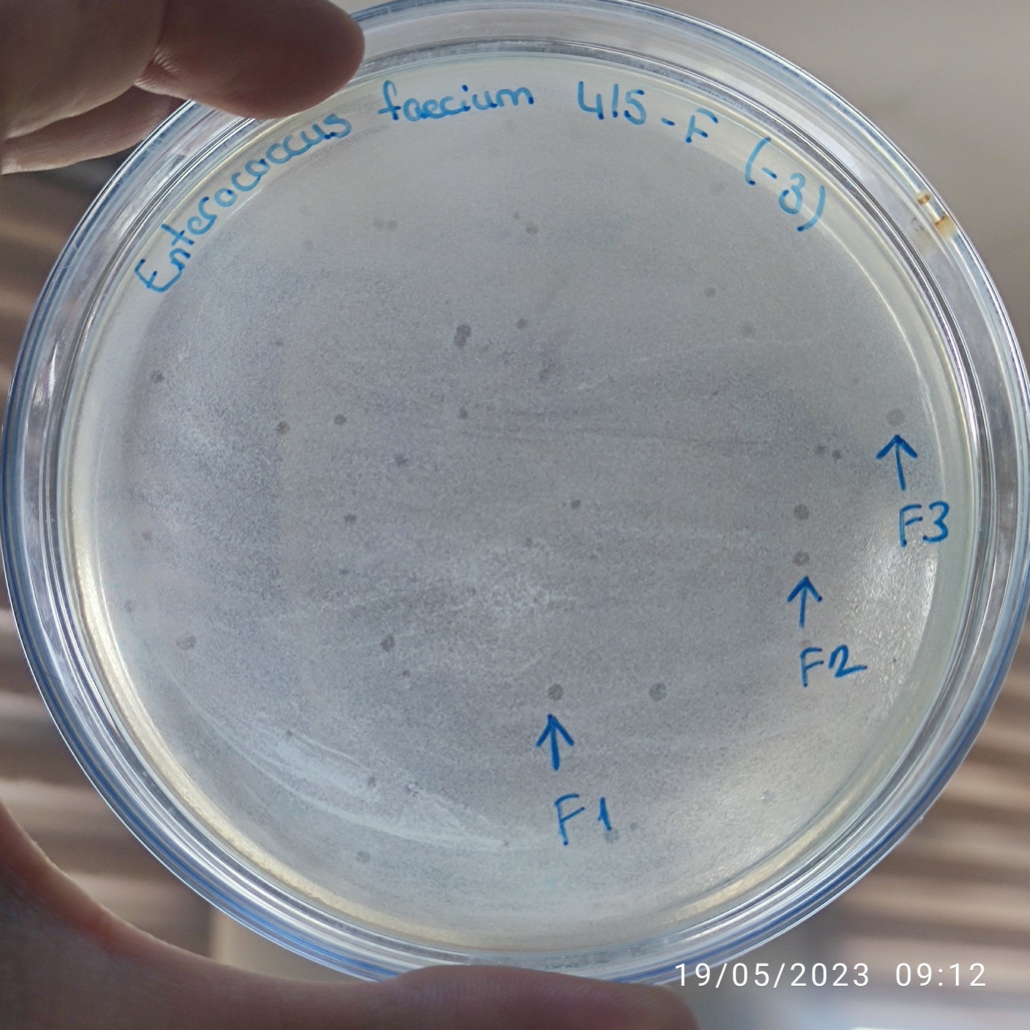 Enterococcus faecium bacteriophage 110415F