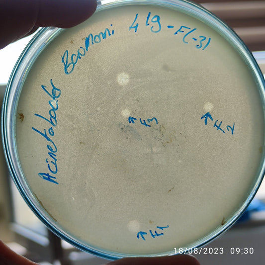 Acinetobacter baumannii bacteriophage 120419F