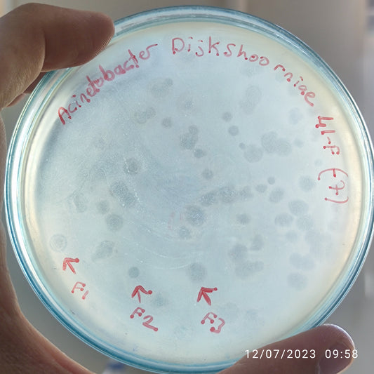 Acinetobacter dijkshoorniae bacteriophage 128041F