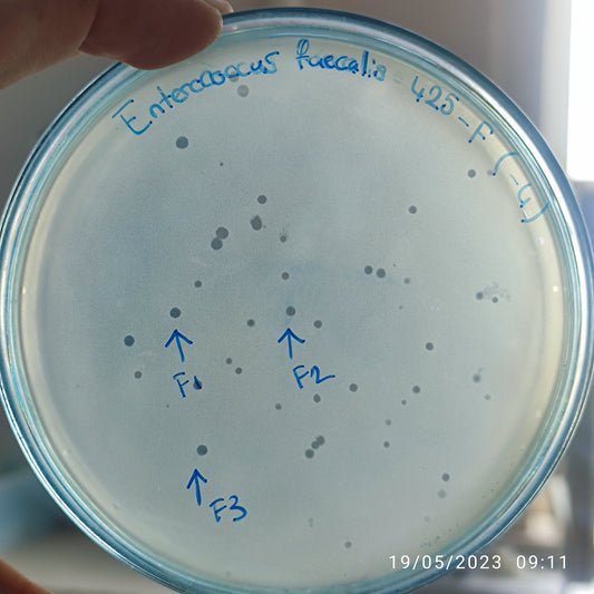 Enterococcus faecalis bacteriophage 110425F
