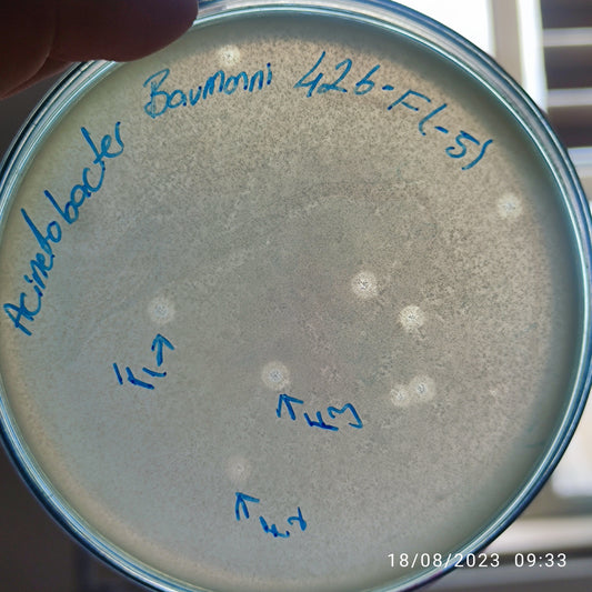 Acinetobacter baumannii bacteriophage 120426F