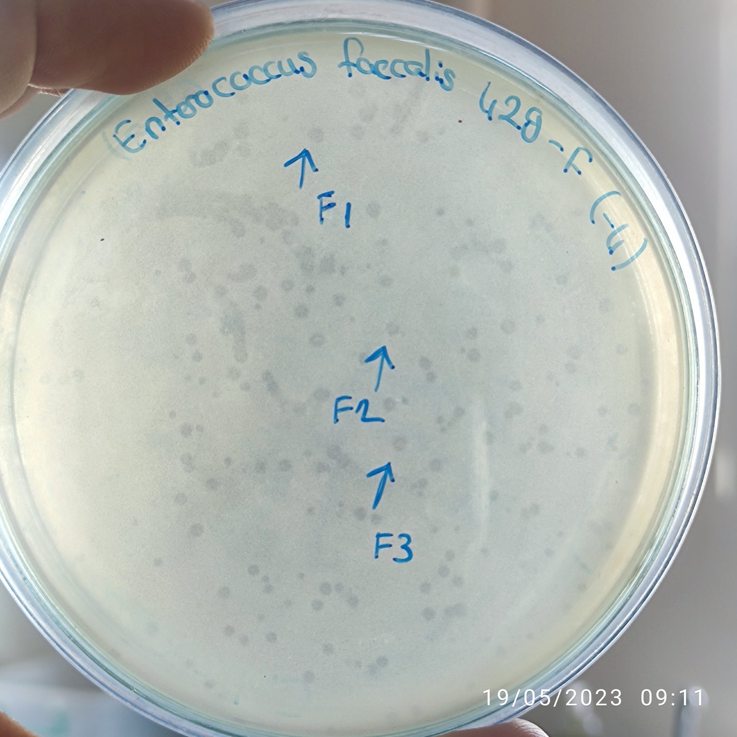 Enterococcus faecalis bacteriophage 110429F