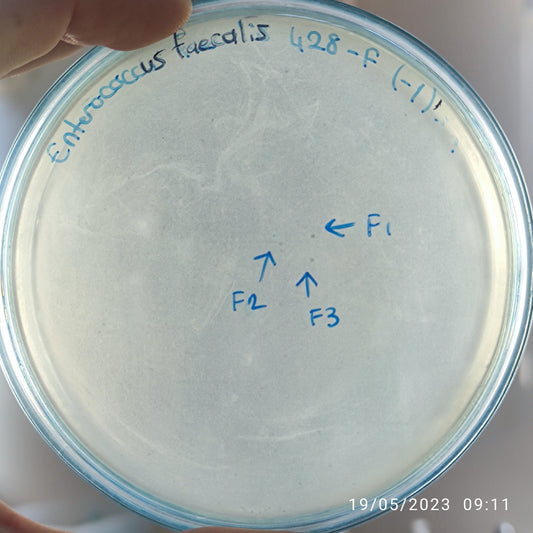 Enterococcus faecalis bacteriophage 110428F