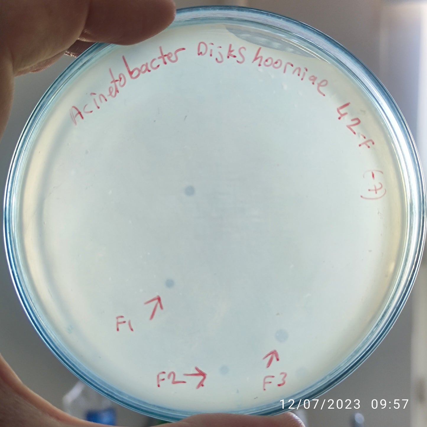 Acinetobacter dijkshoorniae bacteriophage 128042F