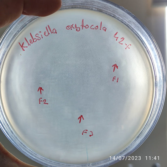 Klebsiella oxytoca bacteriophage 188042F