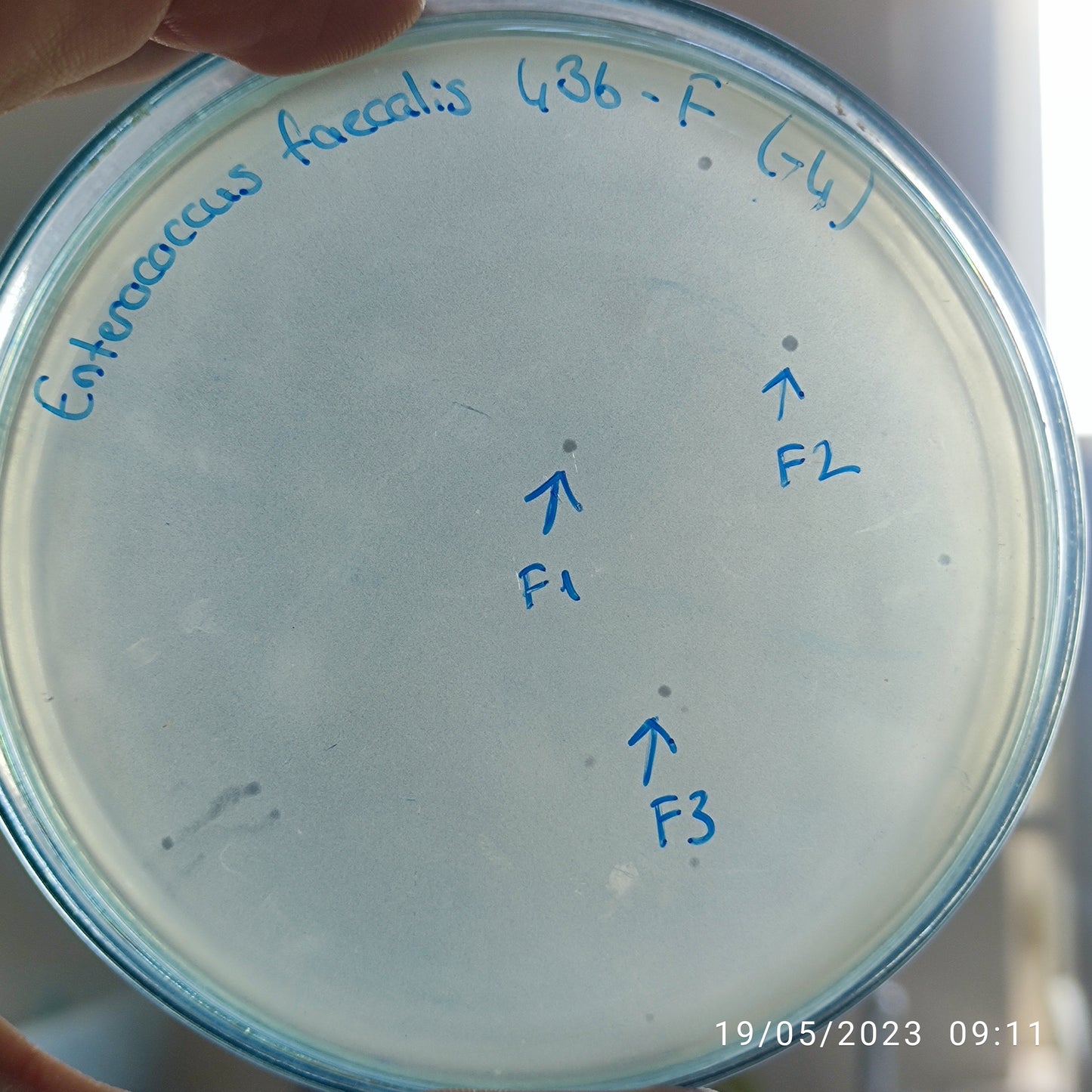 Enterococcus faecalis bacteriophage 110436F