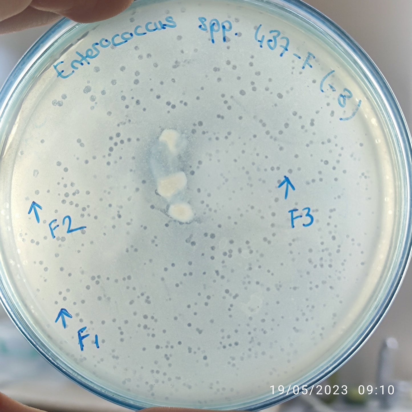 Enterococcus bacteriophage 110437F