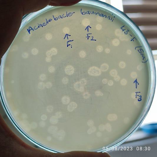 Acinetobacter baumannii bacteriophage 120043F