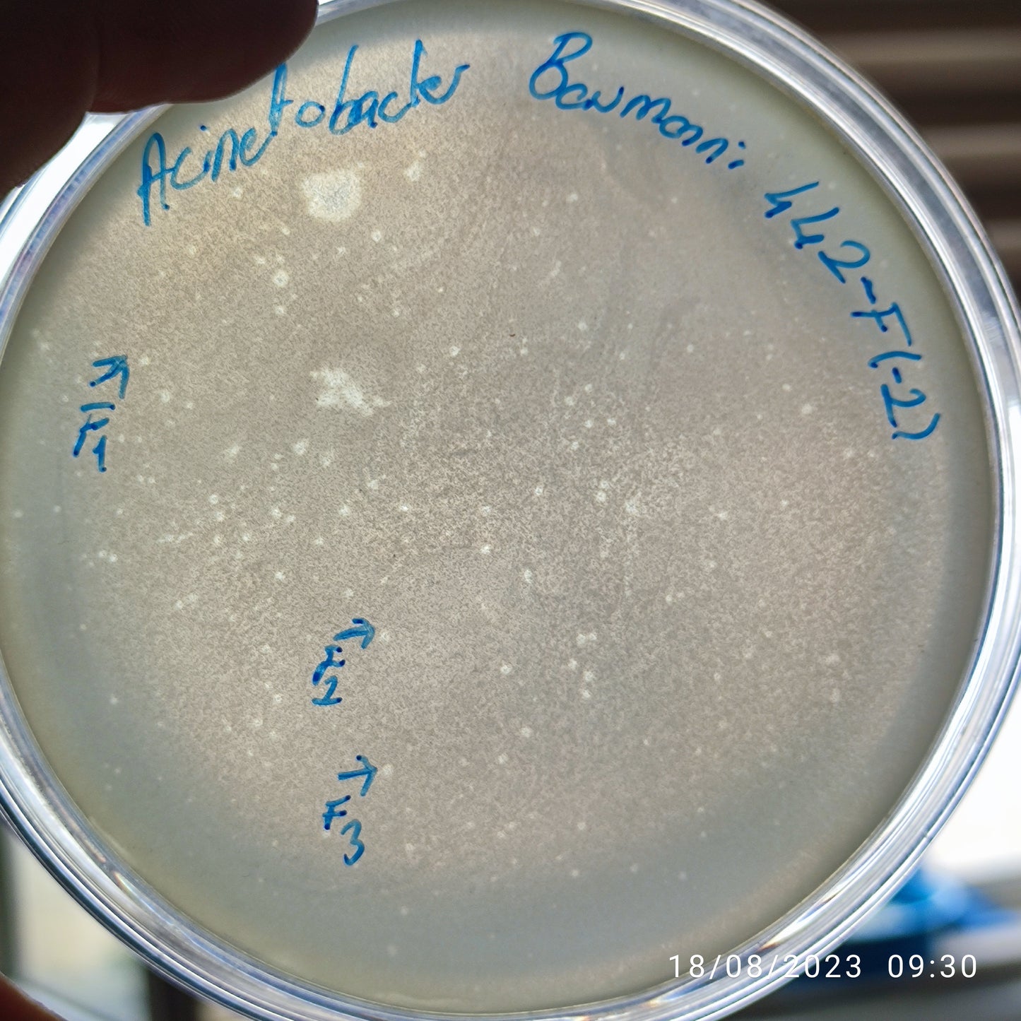 Acinetobacter baumannii bacteriophage 120442F