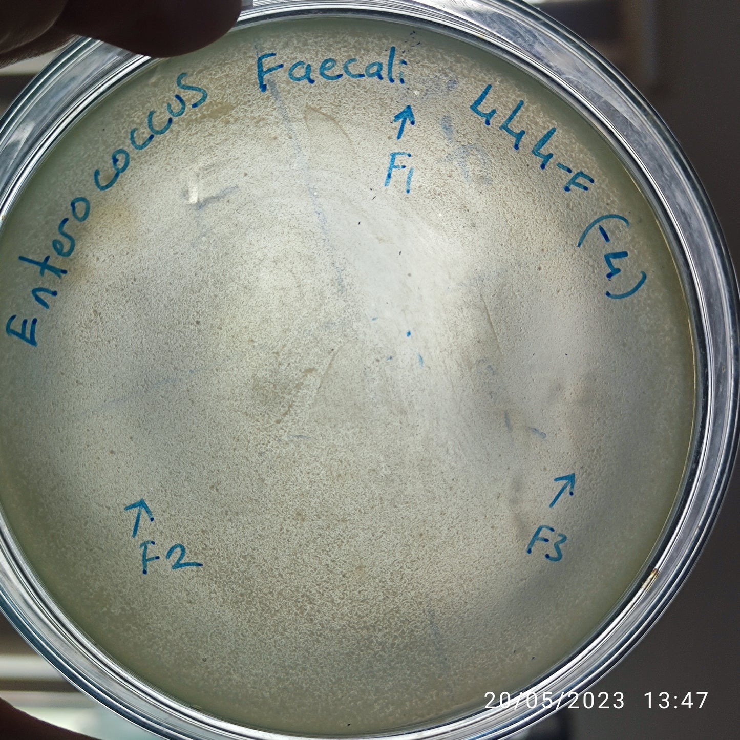 Enterococcus faecalis bacteriophage 110444F