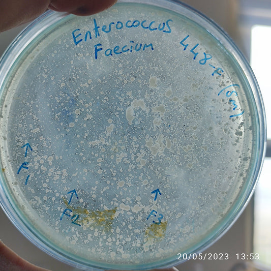 Enterococcus faecium bacteriophage 110448F