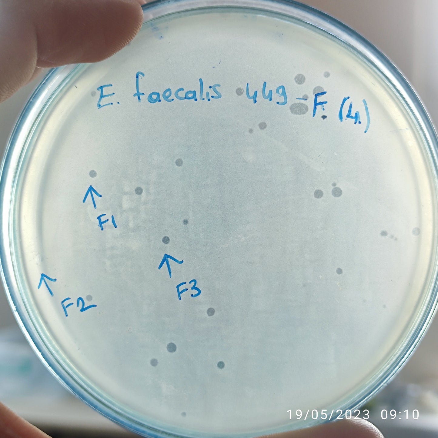 Enterococcus faecalis bacteriophage 110449F