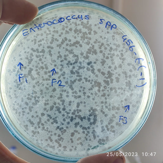 Enterococcus bacteriophage 110456F